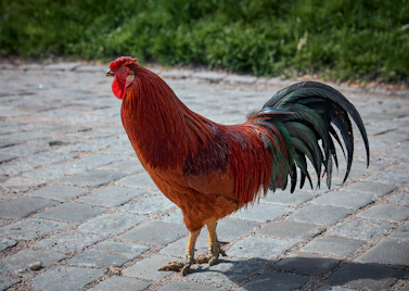 reddish brown and black rooster