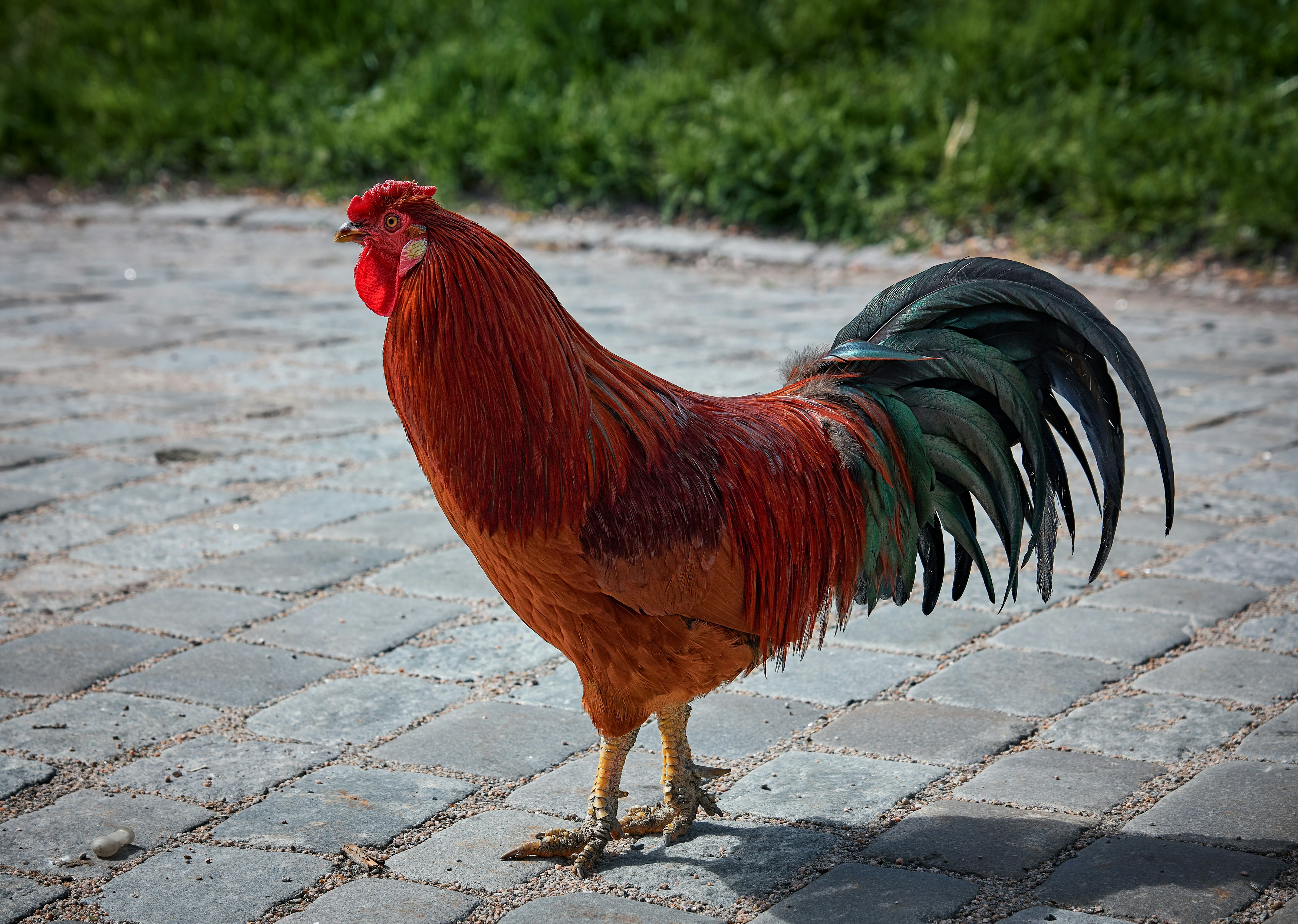 reddish brown and black rooster