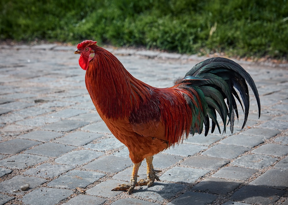 reddish brown and black rooster