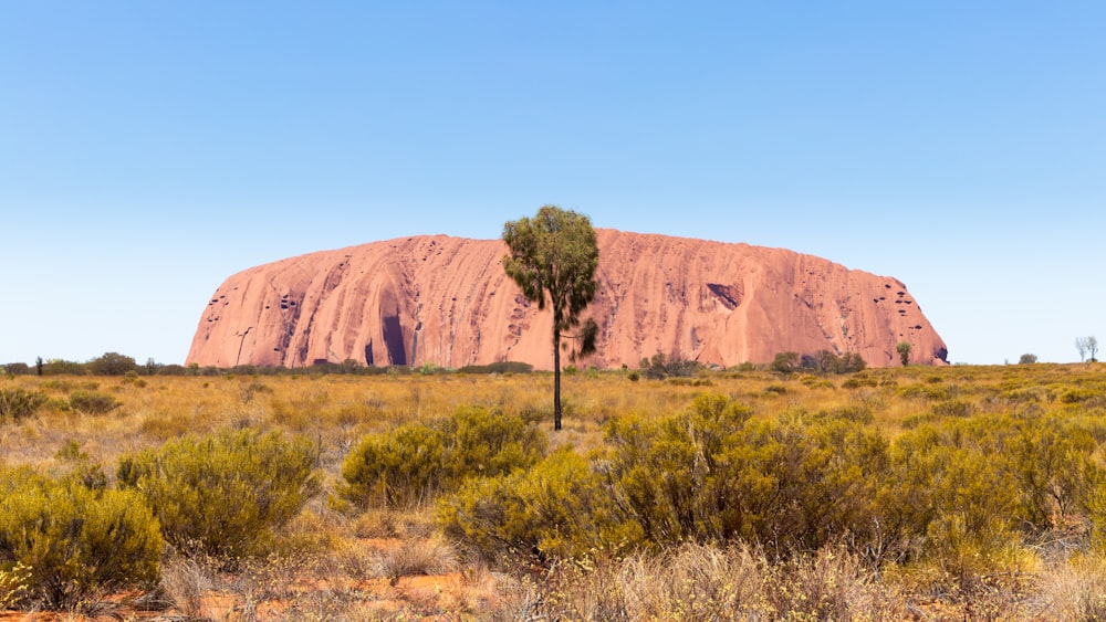 tree near rock formation