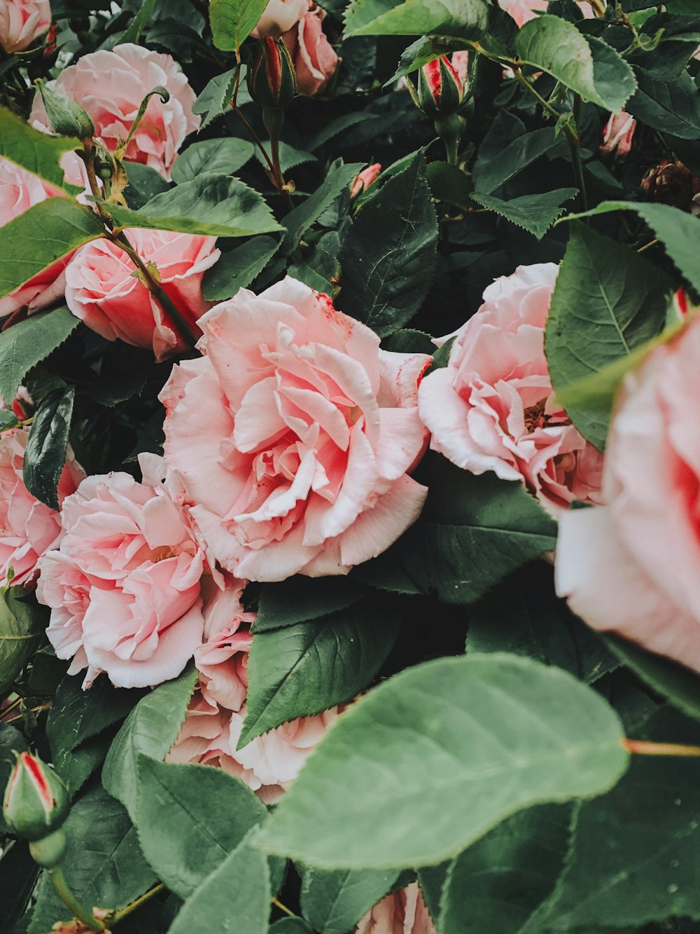 pink roses