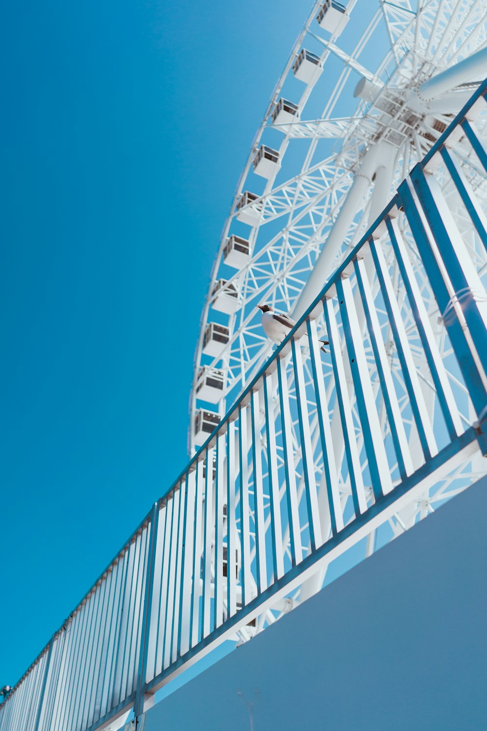 white Ferris wheel