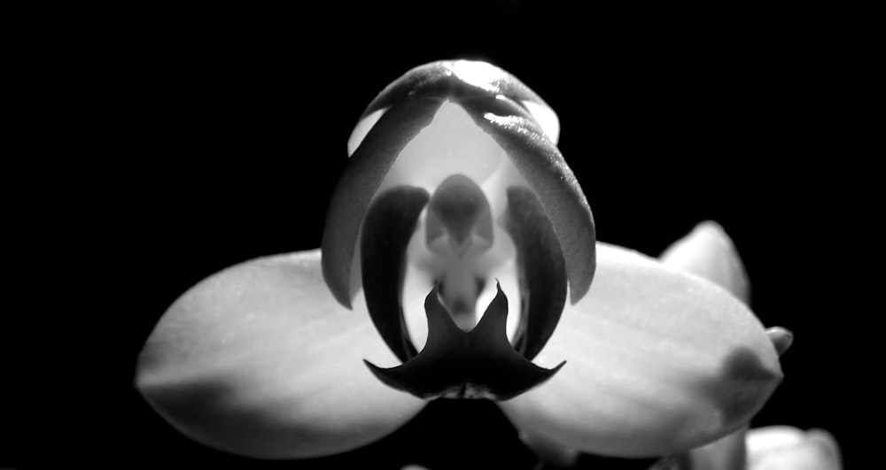 greyscale photo of flower