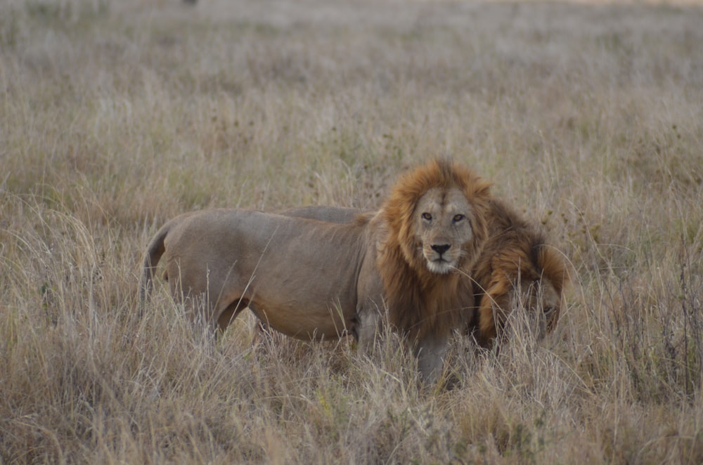 two lions on grass field