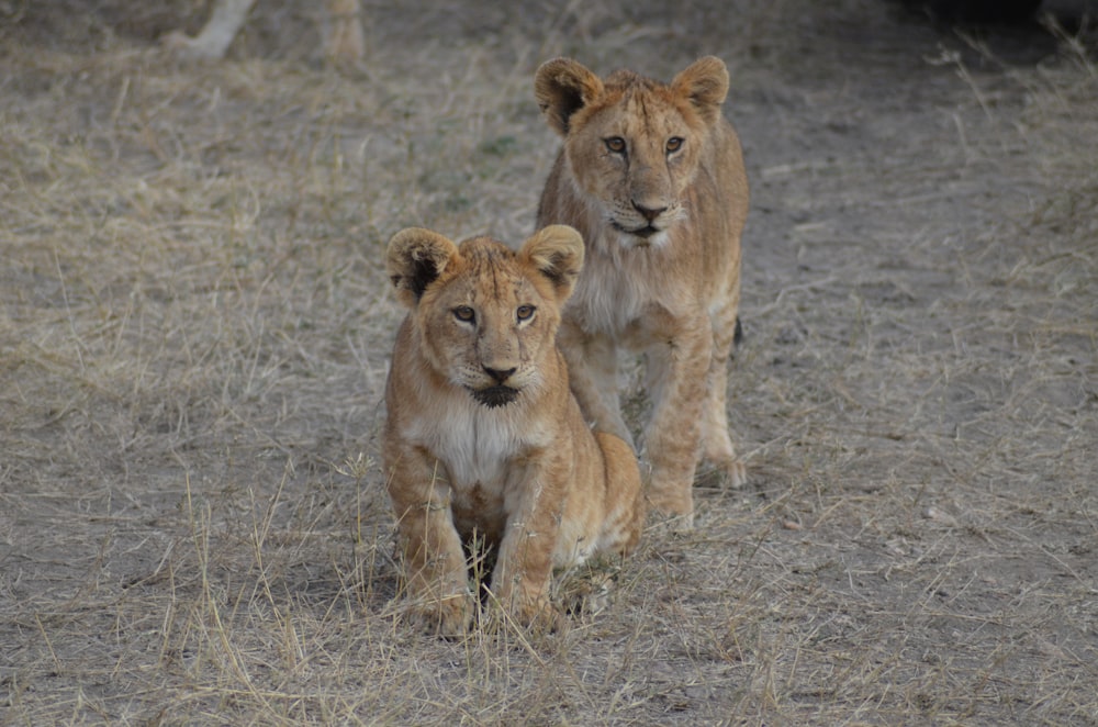 two lion cubs