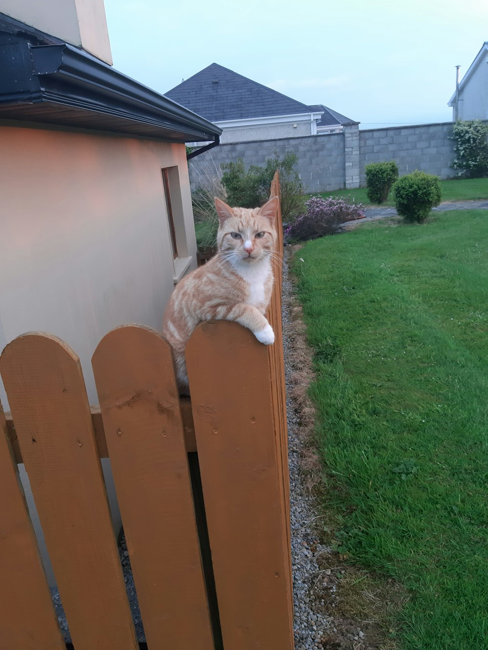 orange tabby cat on brown wooden fence