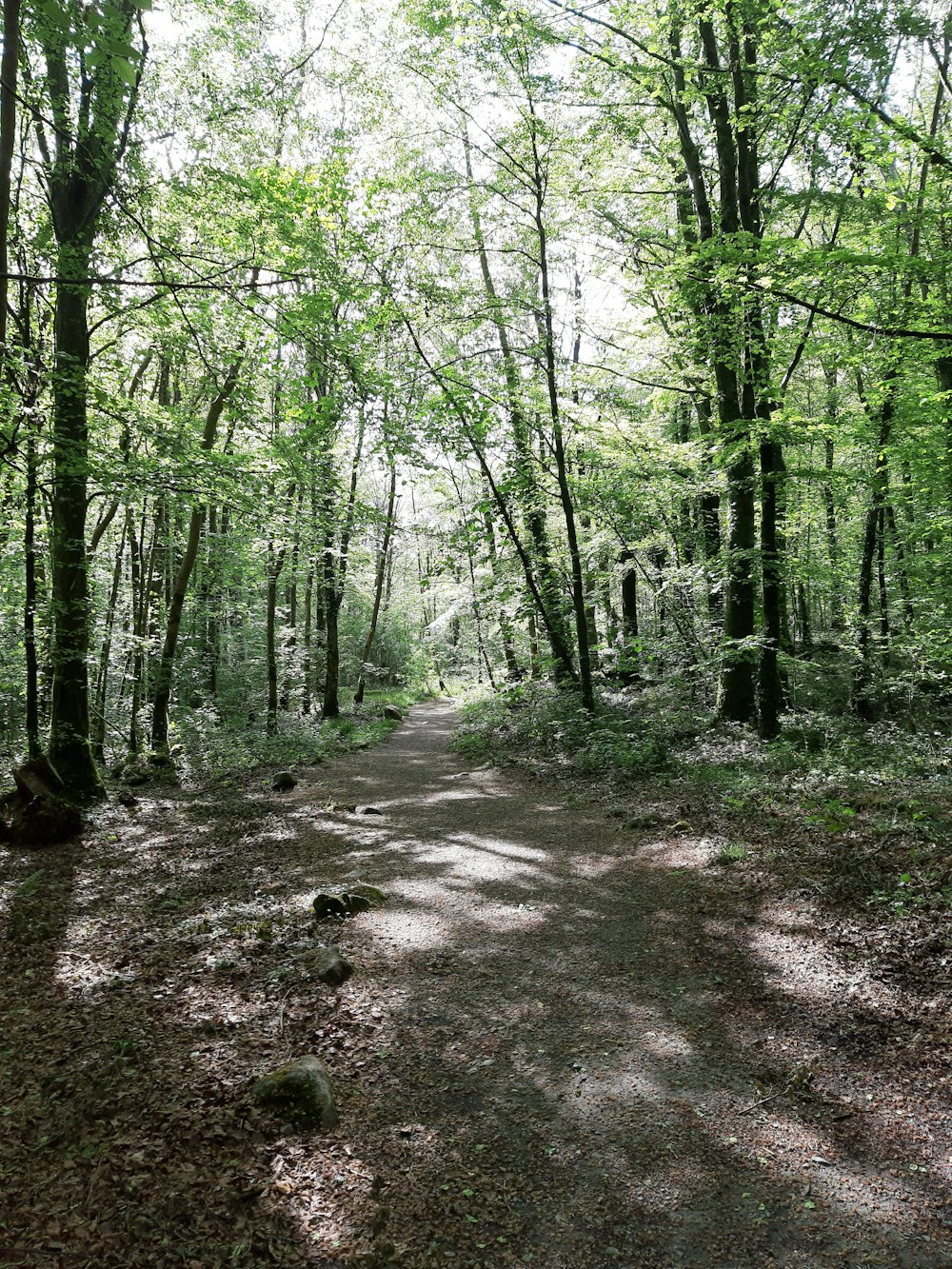 dirt trail across the woods