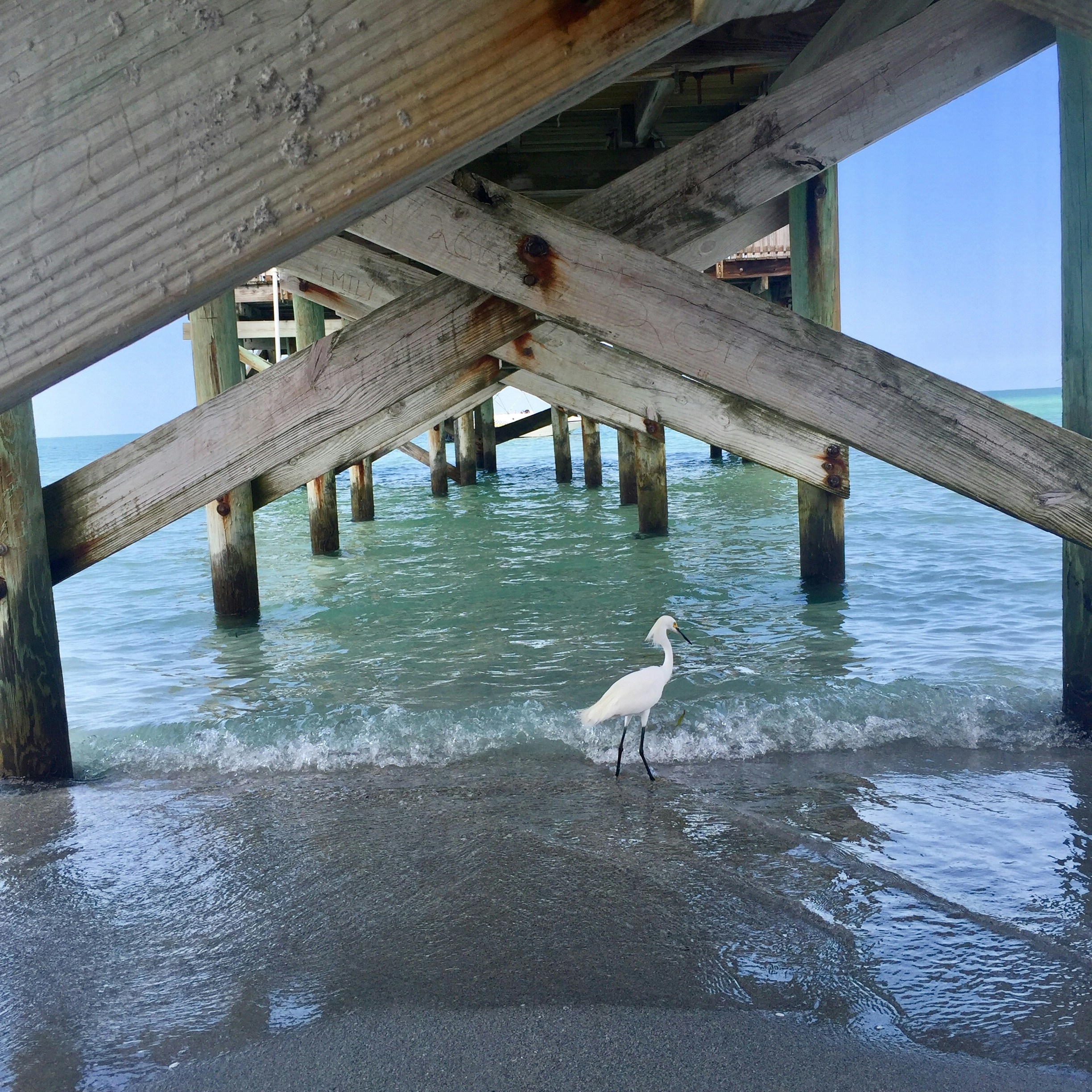 white bird under wooden dock photo