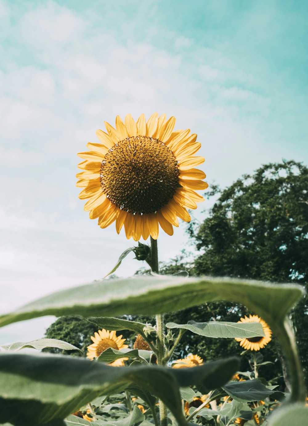 photo of Sunflower