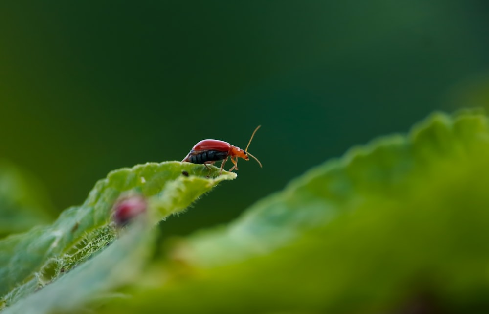 brown insect on green leaf close-up photo