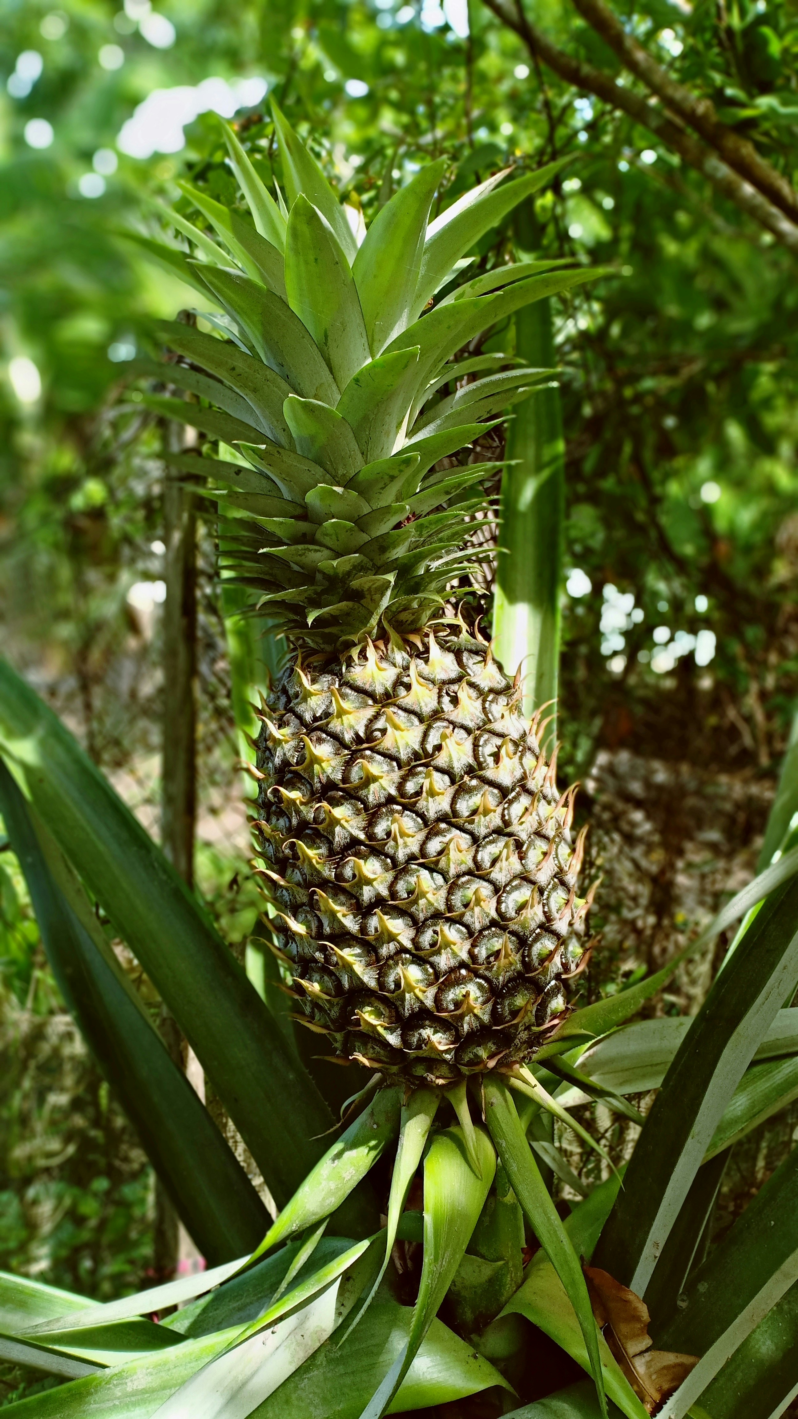 "Pineapple Guesthouse"