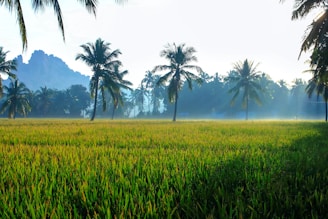 landscape photography of green grass field and green coconut palm trees
