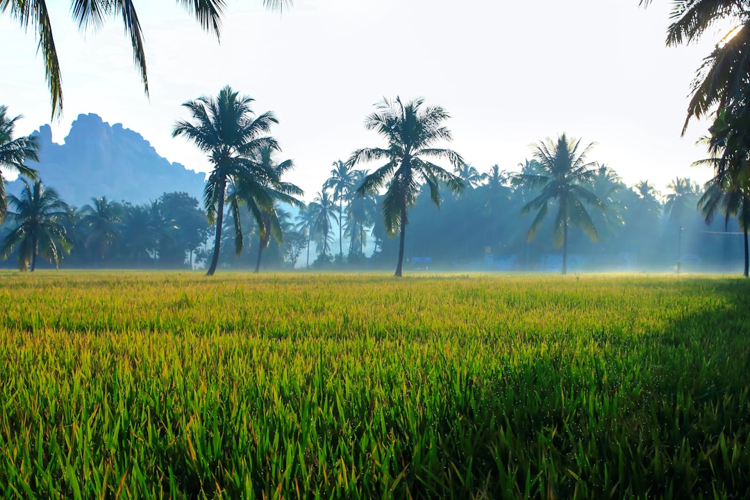 landscape photography of green grass field and green coconut palm trees