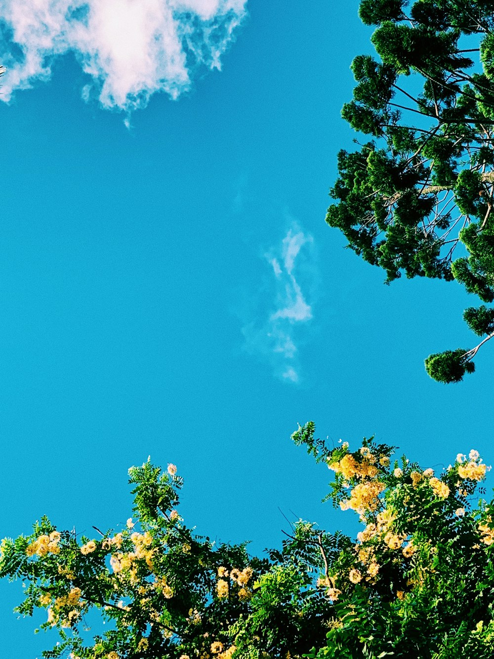 yellow flower and green tree scenery