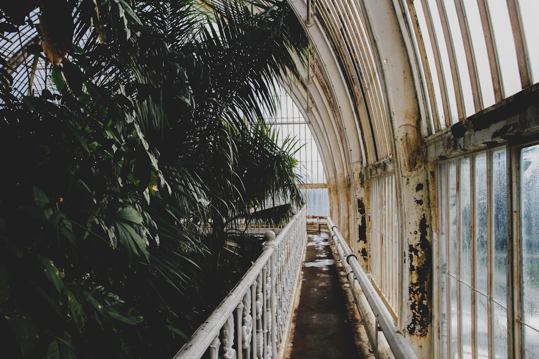 green-leafed plants in green house