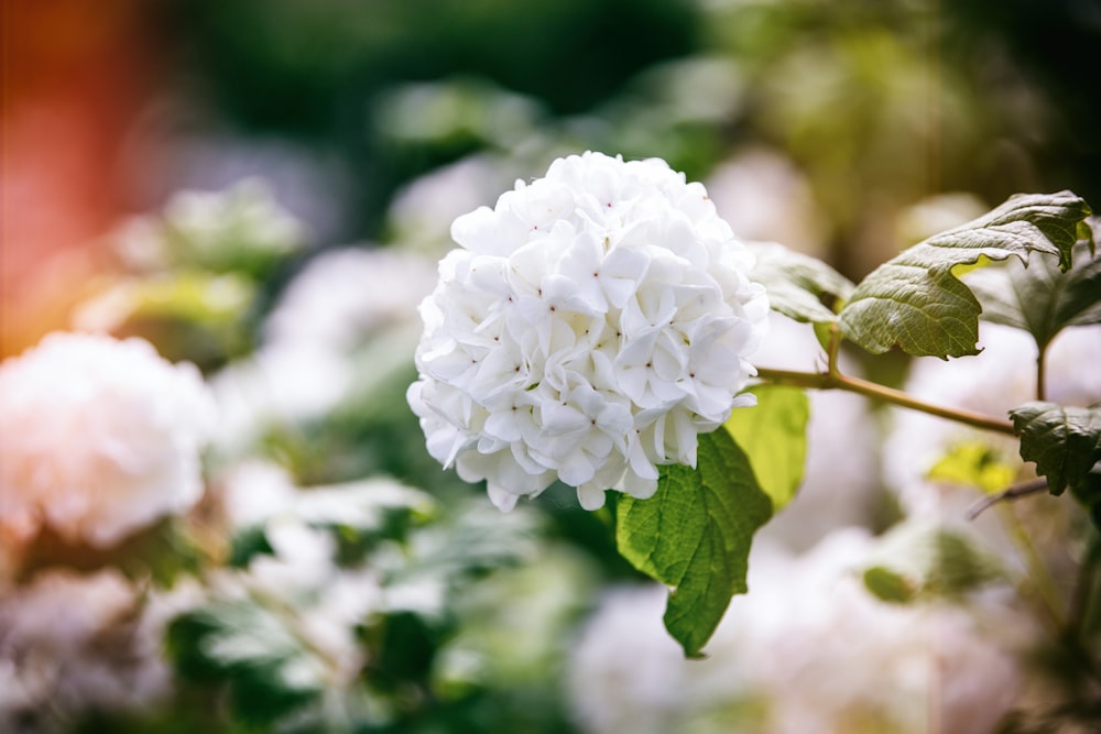 Nahaufnahme von weißen, verkrusteten Blüten