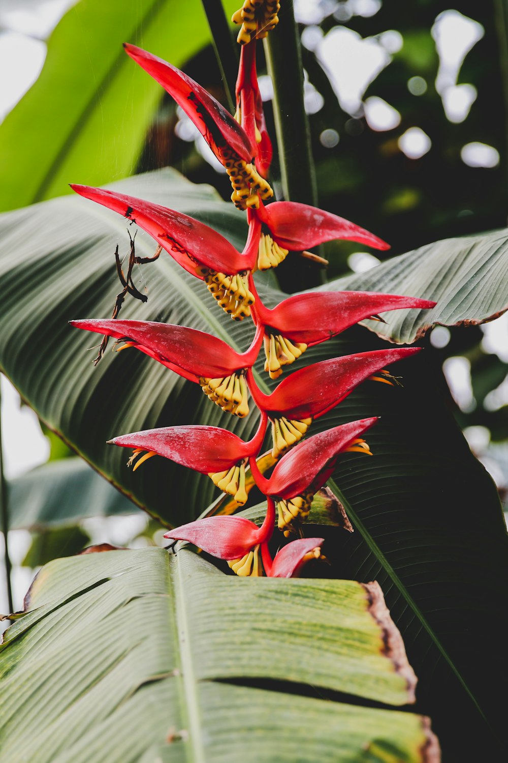 red flower plant close-up photography