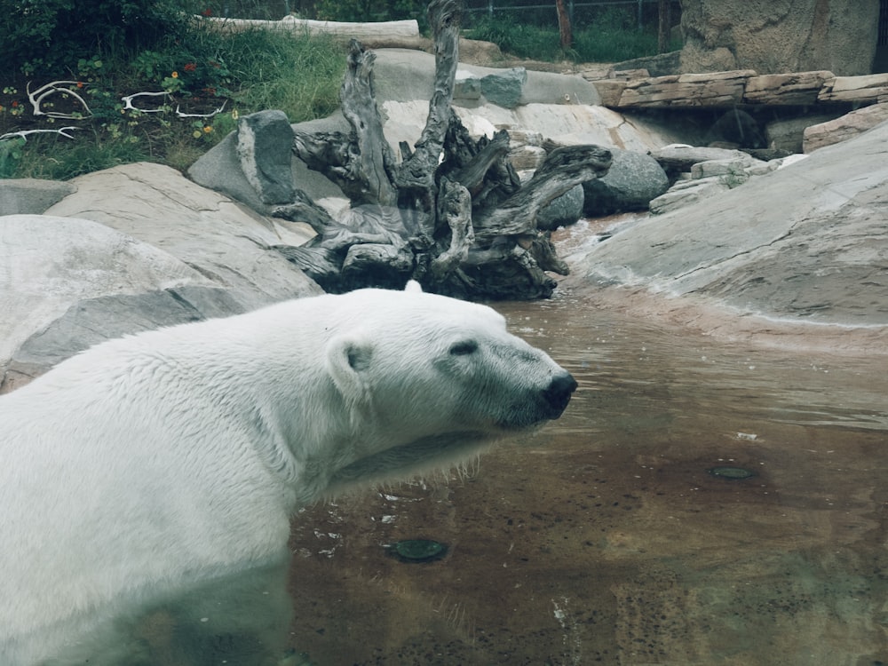 white polar bear on body of water