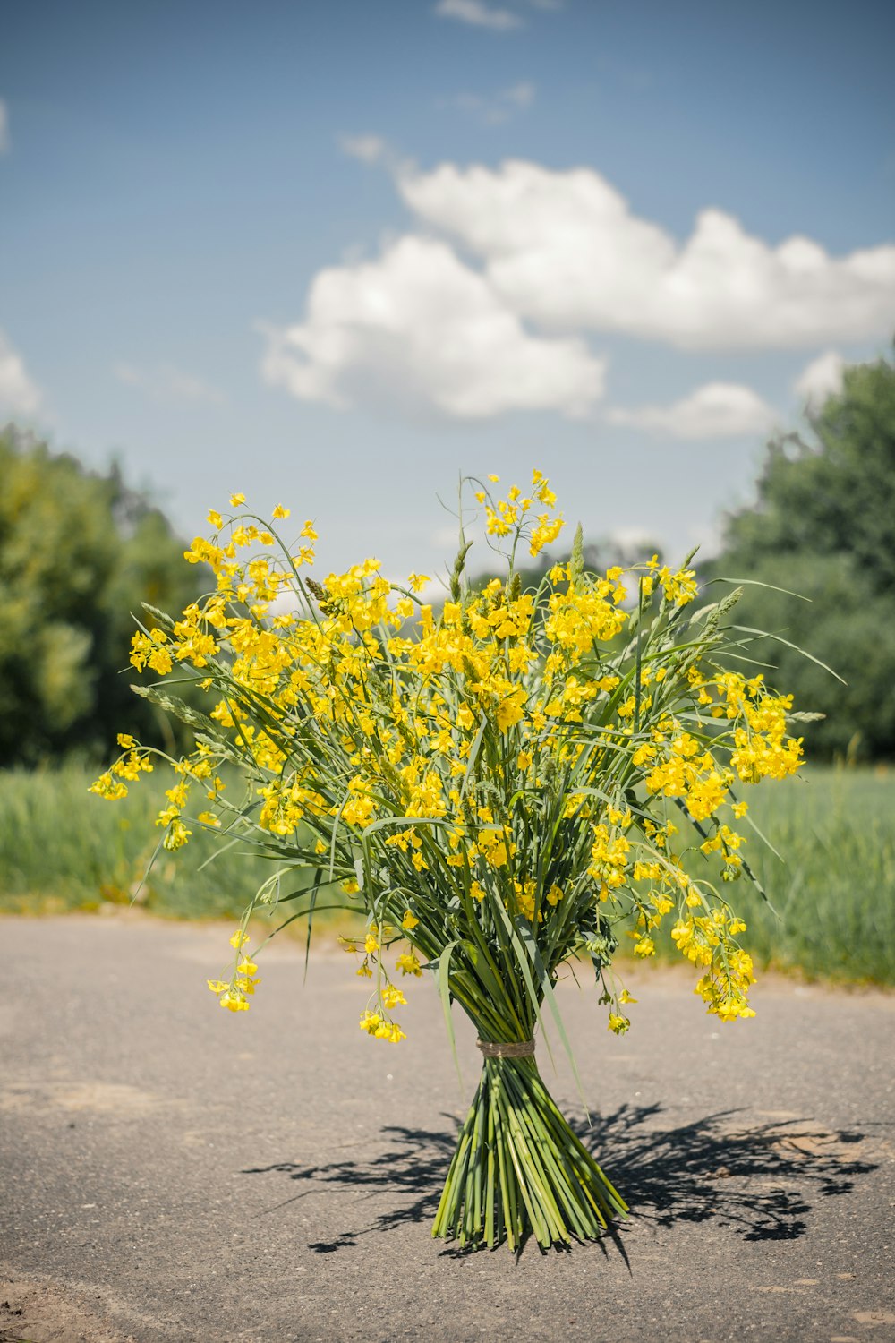 yellow-petaled flower