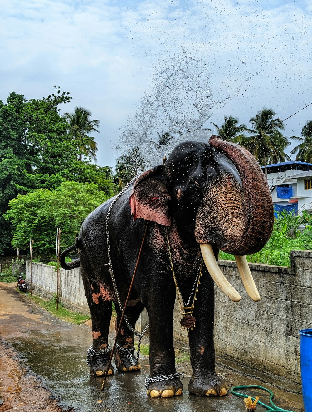 black elephant near trees