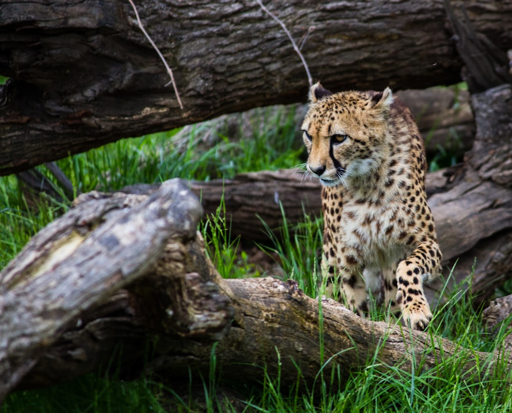 Leopardenjunges steht auf Baumstamm