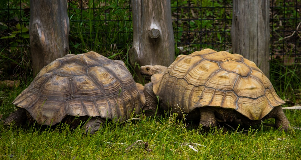 two tortoises on grass field