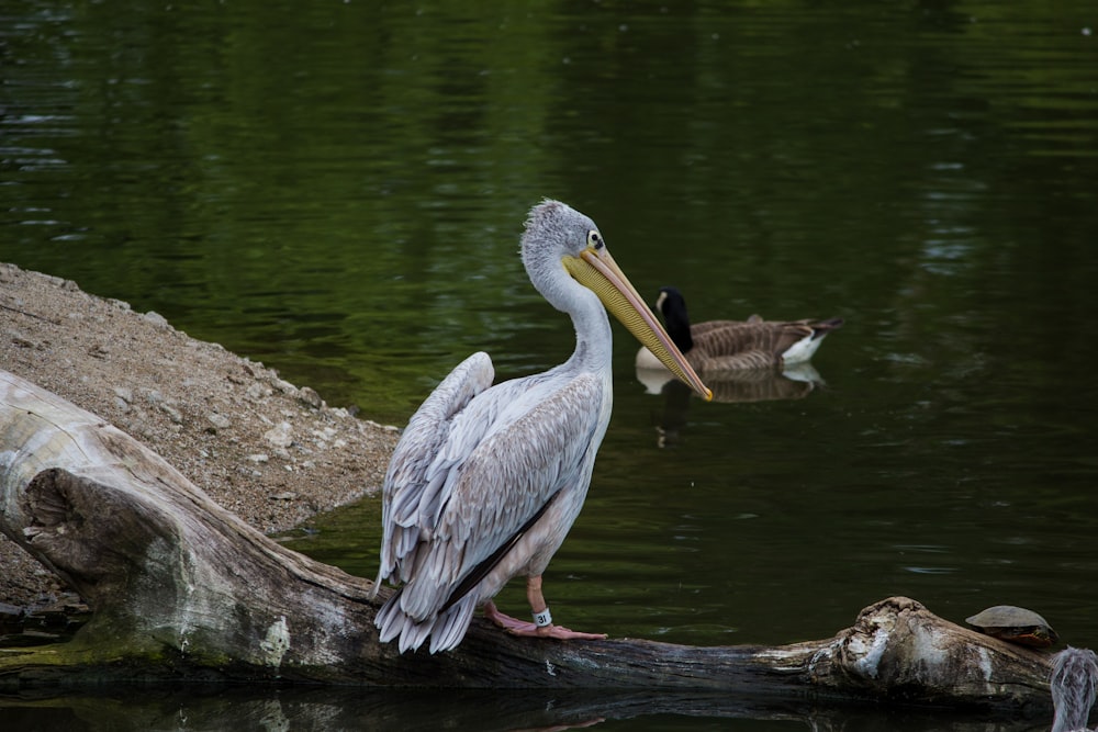 pelican standing on wood