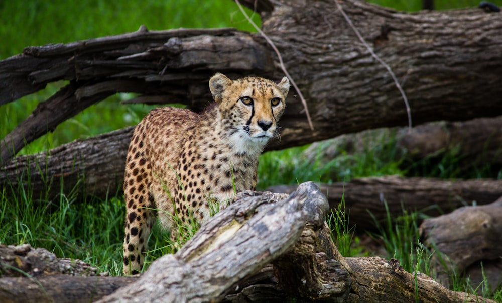 cheetah beside tree log