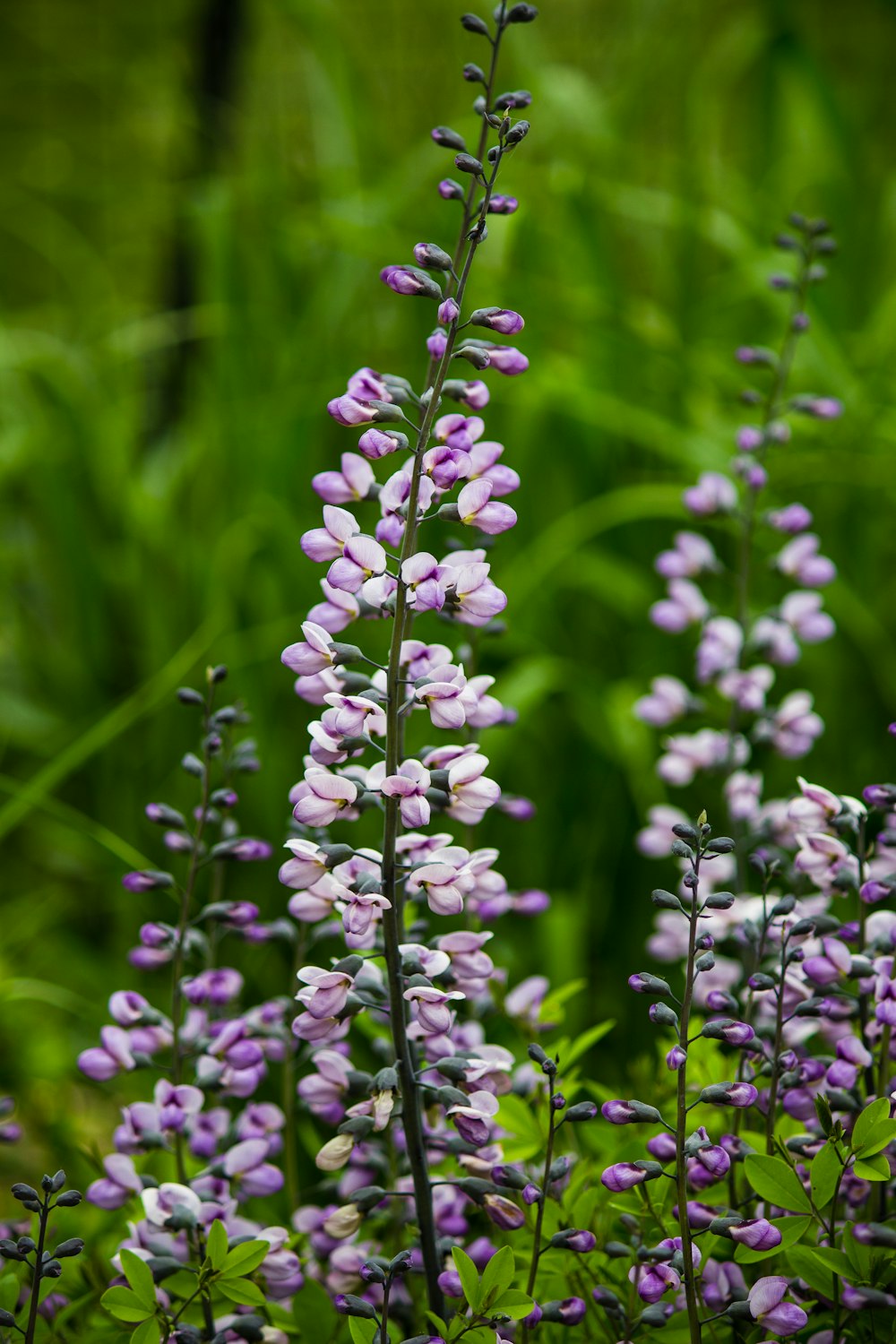 fleur à pétales violets