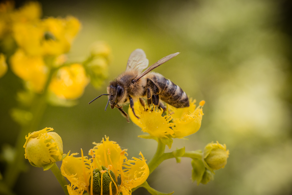 bee over yellow flower
