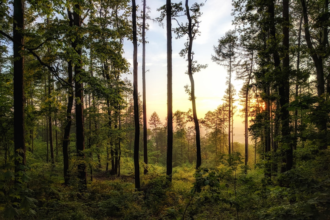 Forest photo spot Armii Krajowej 11 milicki