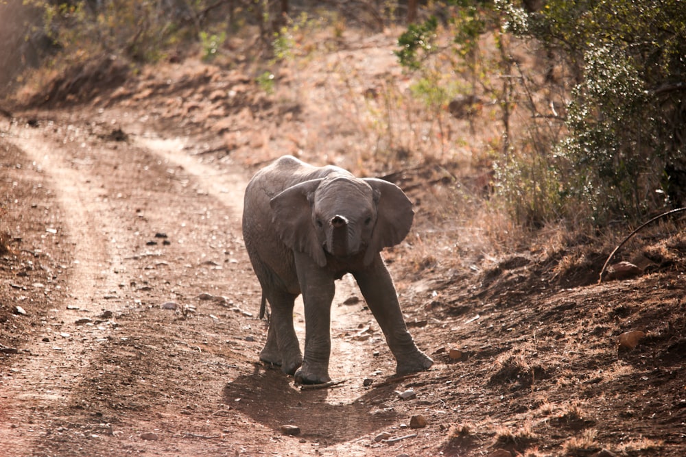 gray elephant on dirt road