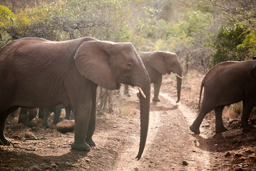 brown elephants on green field