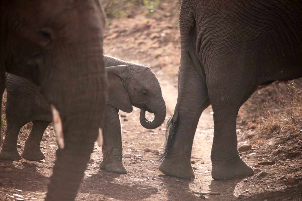 three gray elephants