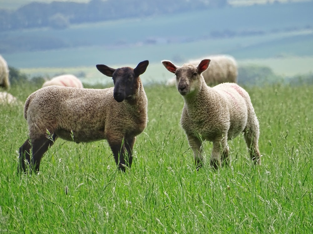 Graue und weiße Schafe auf grüner Wiese