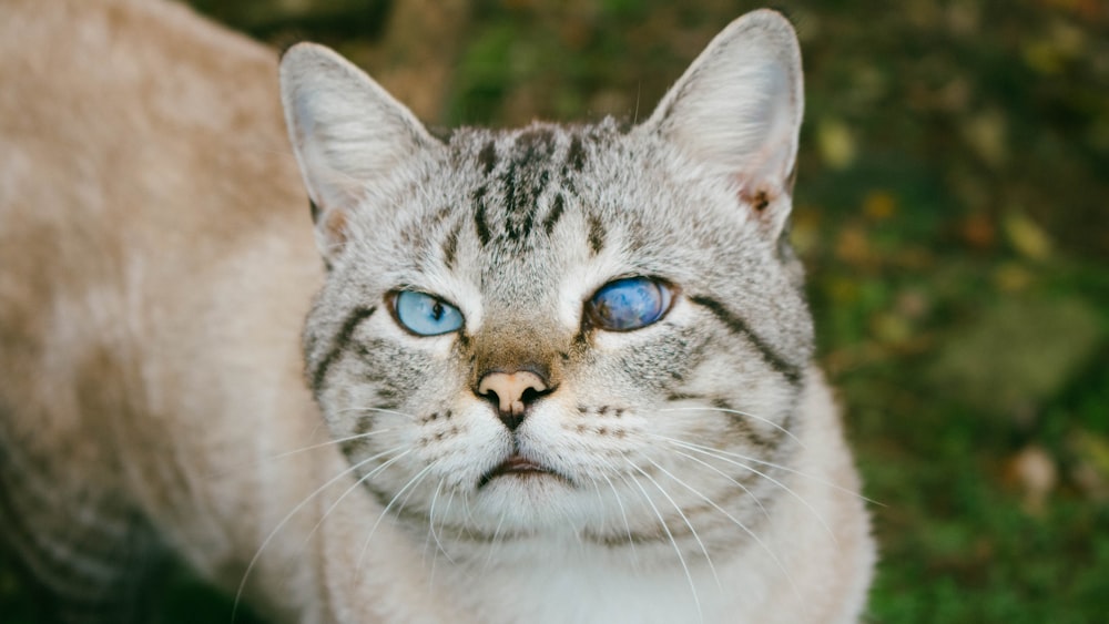 gray tabby cat