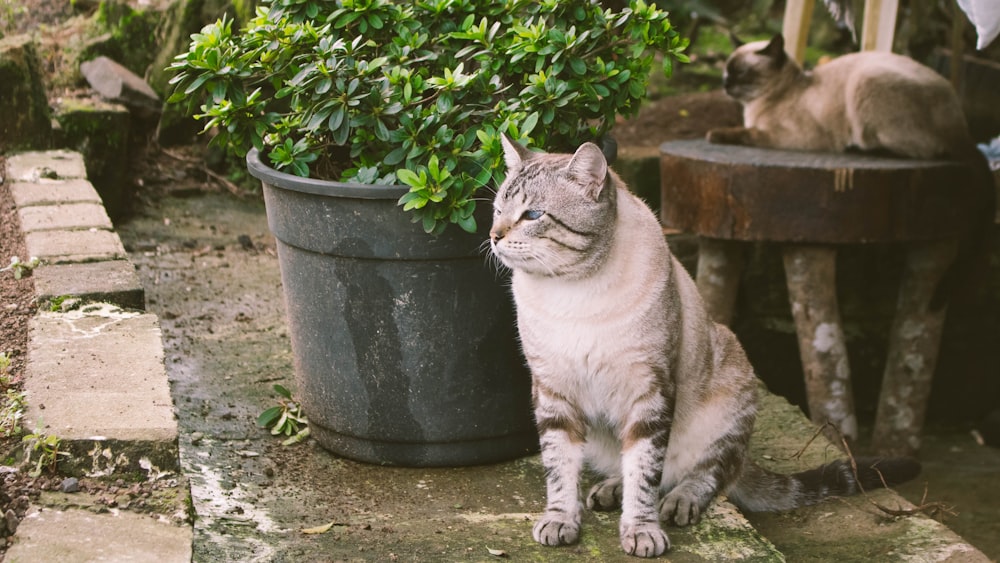 gray tabby cat