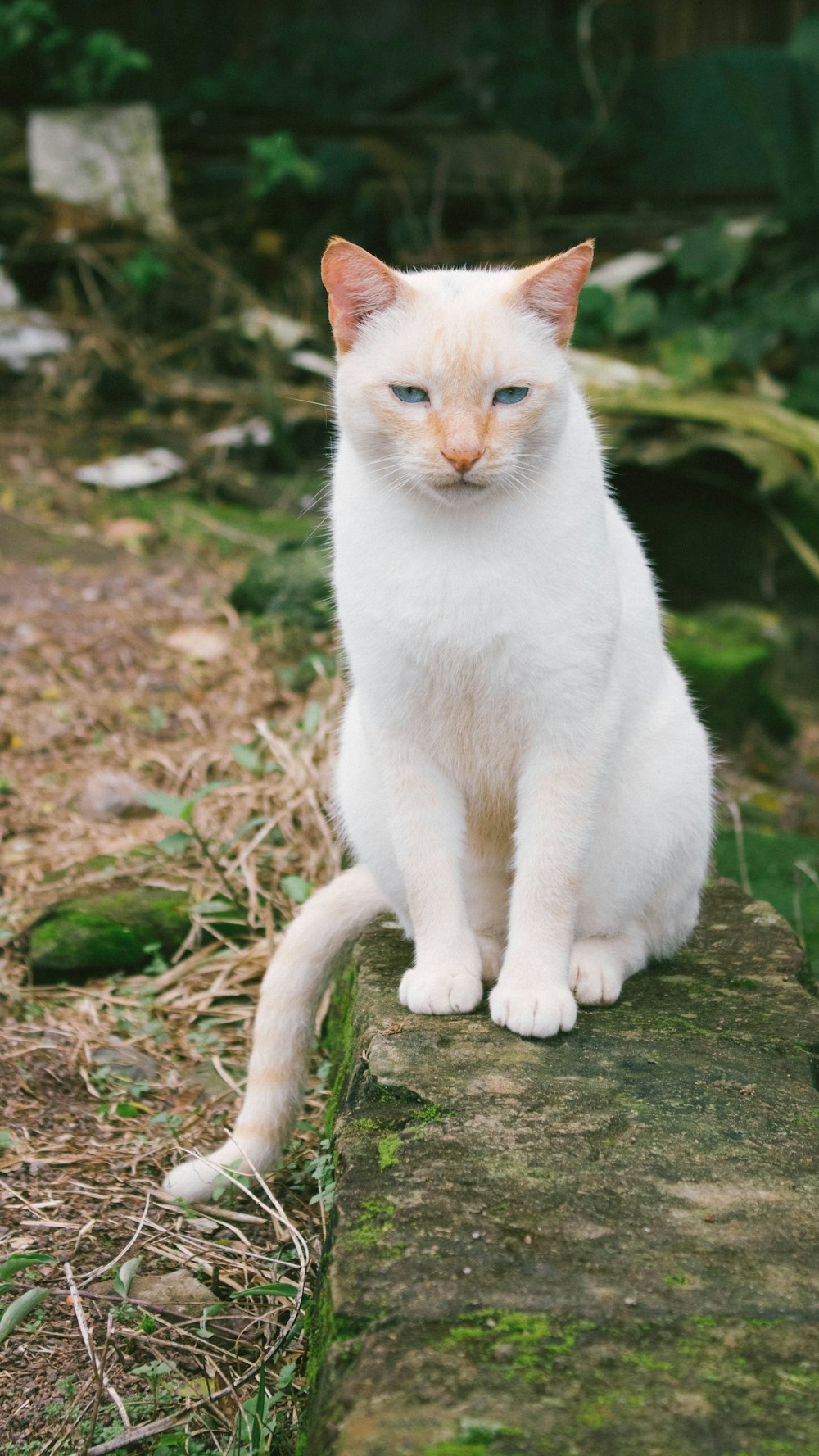 gato blanco en plataforma de hormigón con musgo