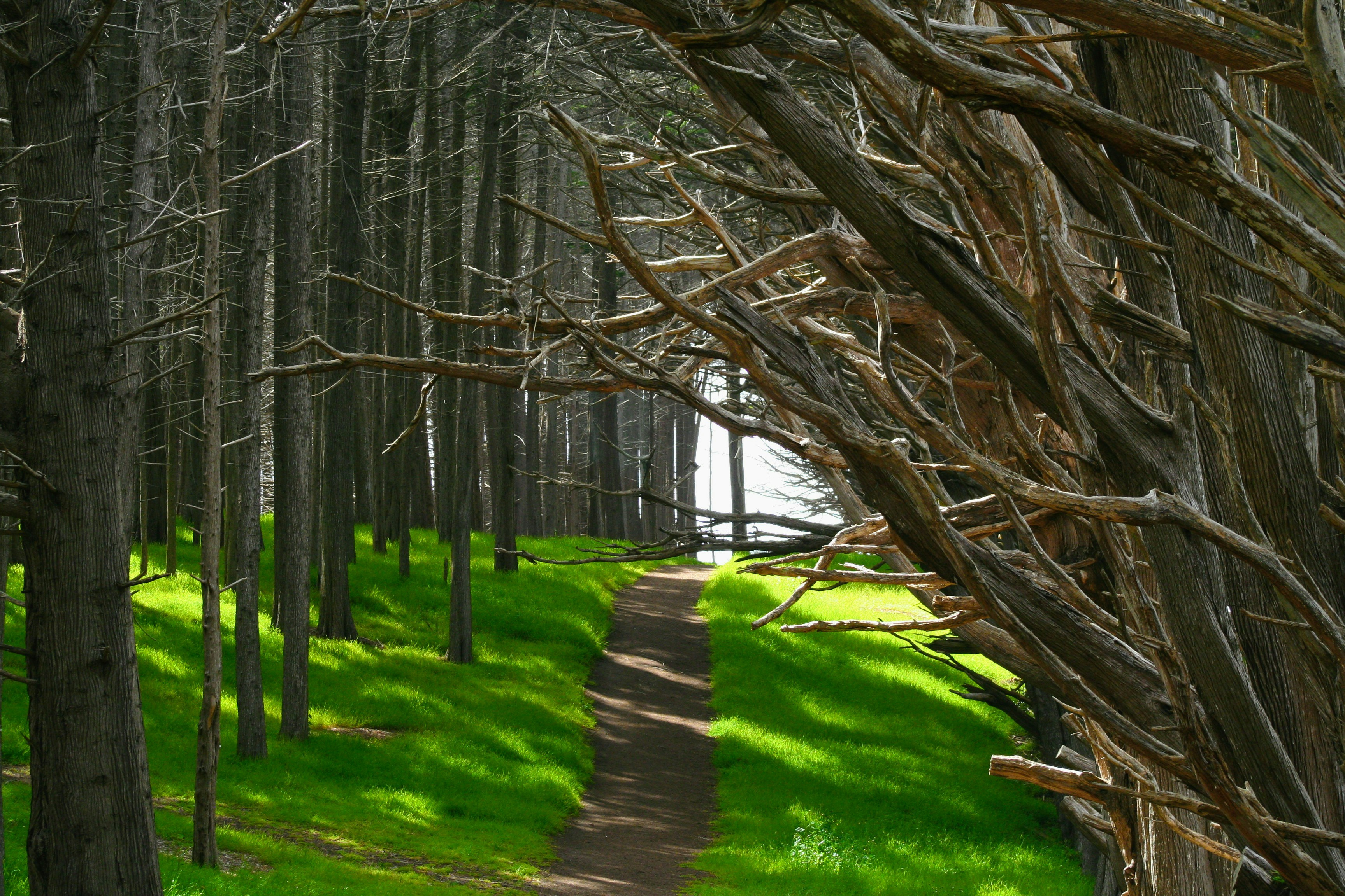 road between tree tunnel, A shady path leading through a forest.