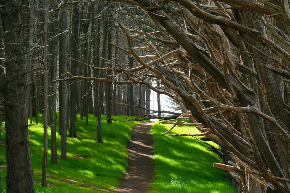 road between tree tunnel