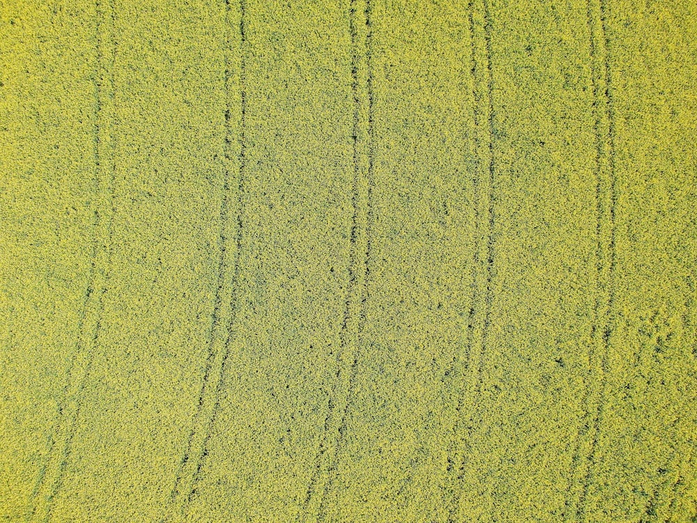 an aerial view of a field of crops