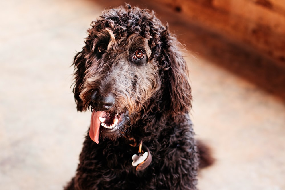 short-coated black dog