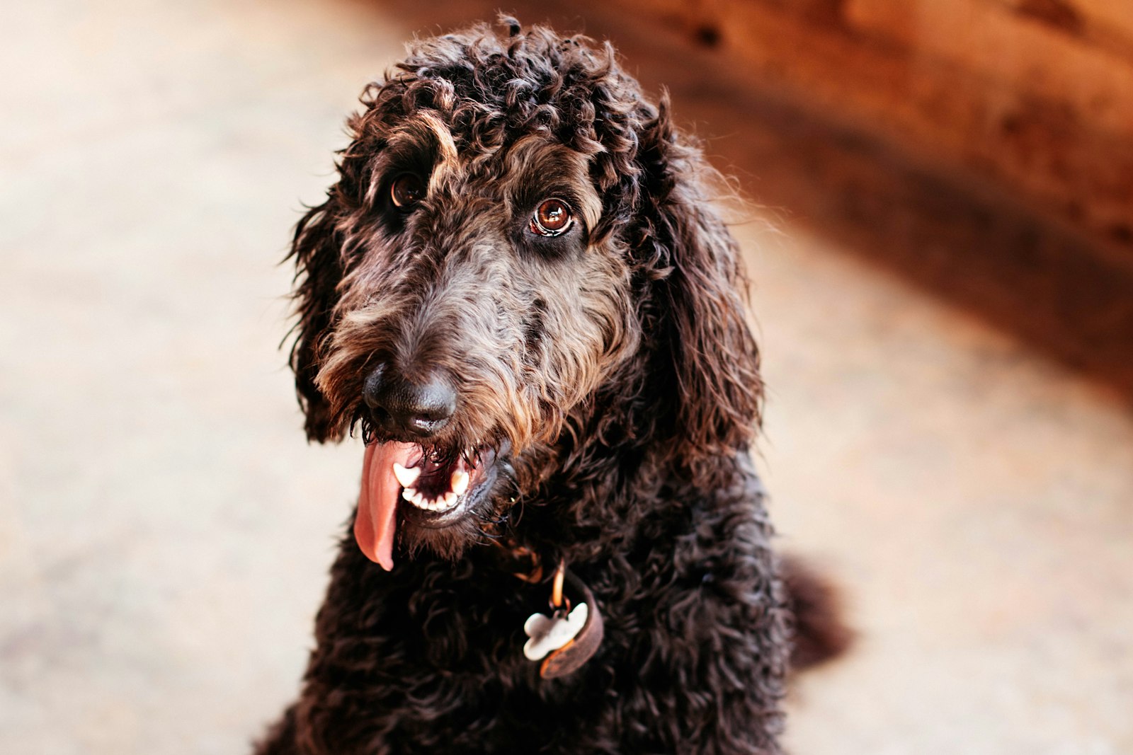 Canon EOS 750D (EOS Rebel T6i / EOS Kiss X8i) + Canon EF 50mm F1.4 USM sample photo. Short-coated black dog photography