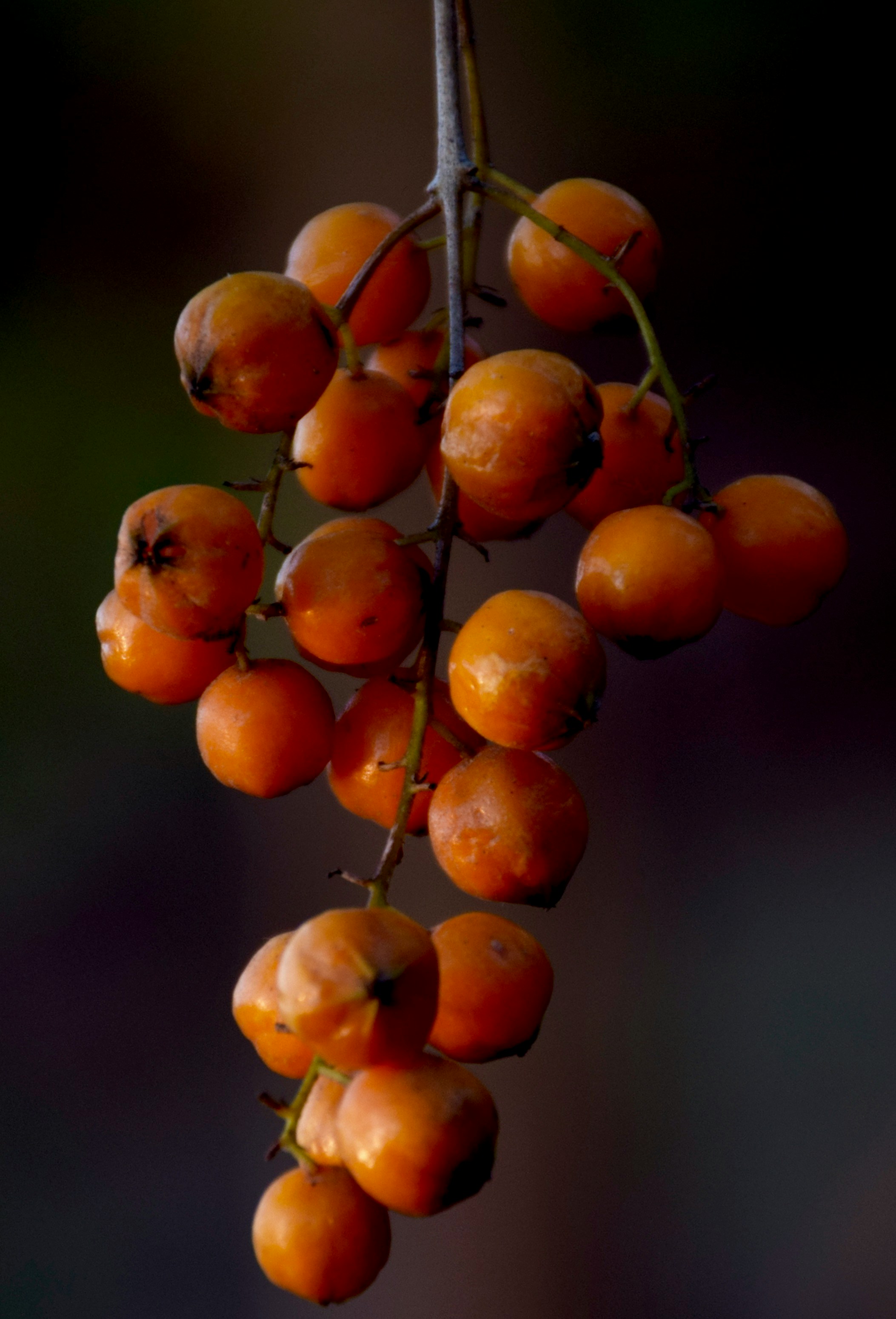 オレンジ色の丸い実の写真 Unsplashで見つける茶色の無料写真