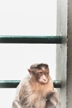 A monkey is sitting beside a green metallic railing, appearing calm and contemplative with its gaze directed to the side. The background is a plain light color, providing a stark contrast to the textured fur and features of the monkey.