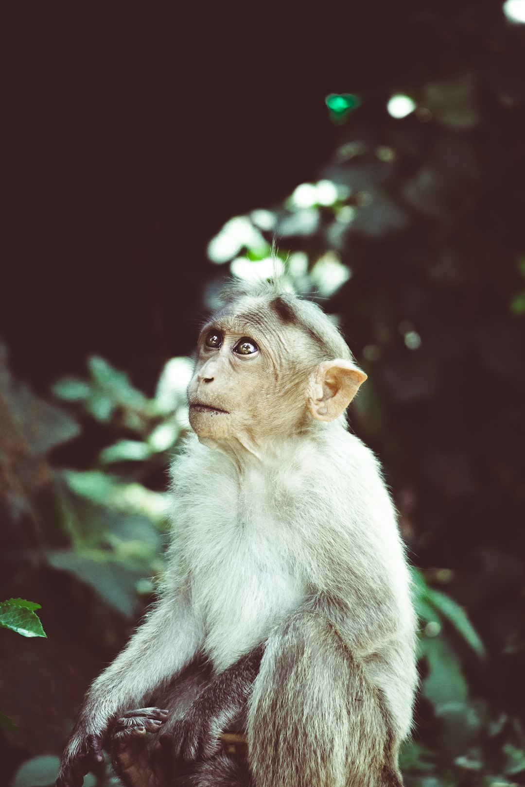 monkey on tree branch