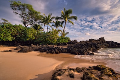 green trees and stones on seaside maui teams background