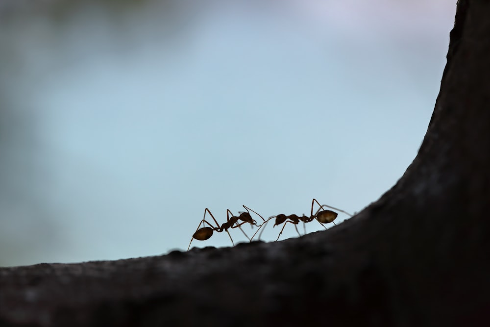 deux fourmis noires