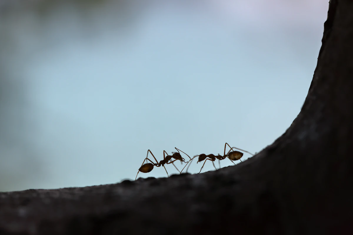 Formiche nere in macrofotografia su una superficie chiara