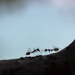 two black ant